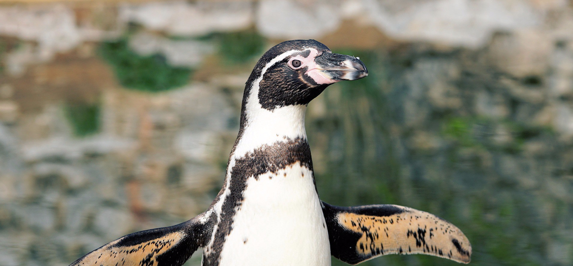 african penguin 2