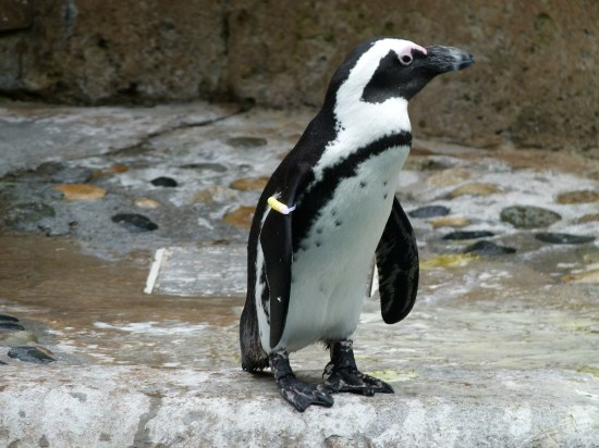 african-penguin-221556_1280
