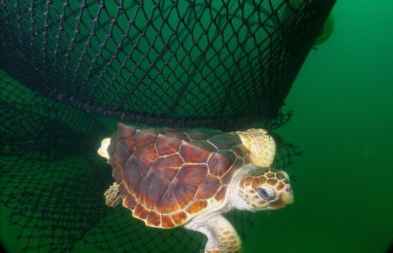 1024px-Loggerhead_ted-noaa