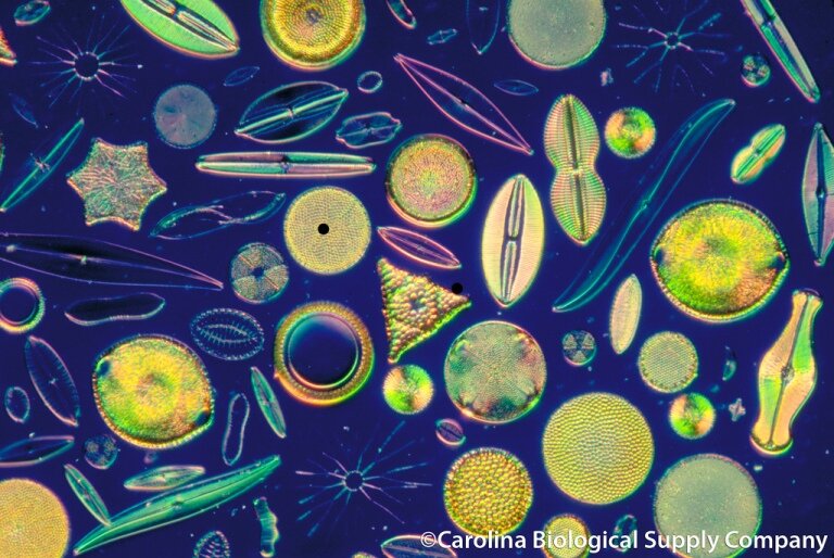 diatoms