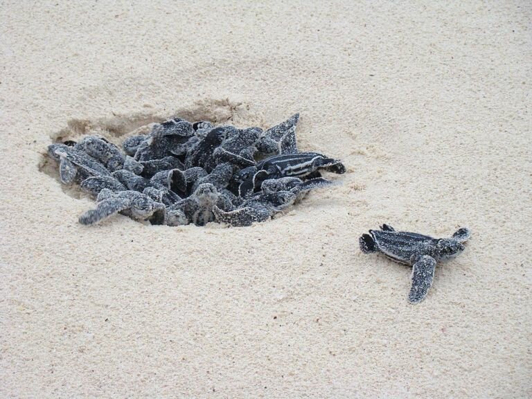 Leatherback_Turtle_eggs_hatching_at_Eagle_Beach,_Aruba