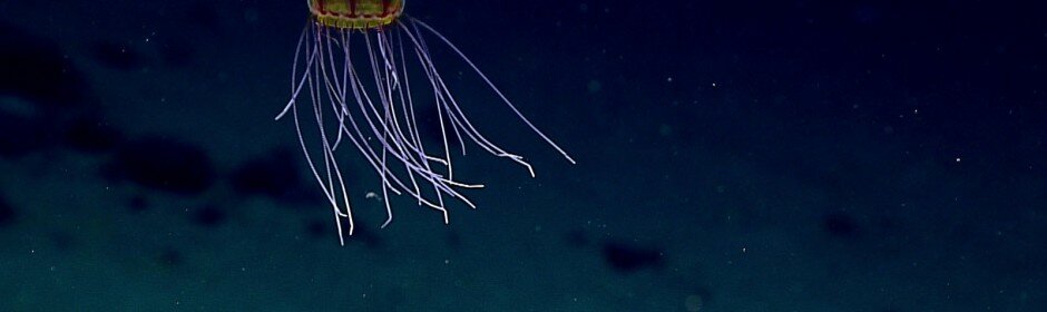NOAA jelly mariana