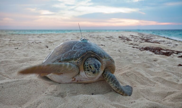 sea turtle tracker