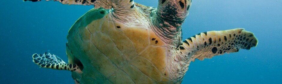turtle-2250720_1280