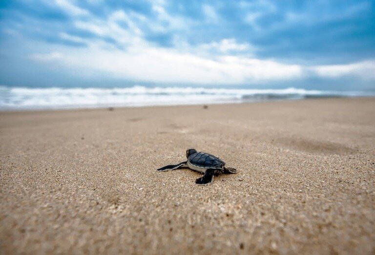 turtle-hatchling