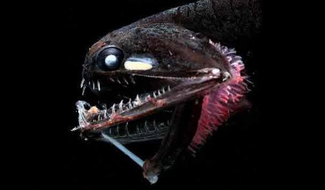 dragonfish
