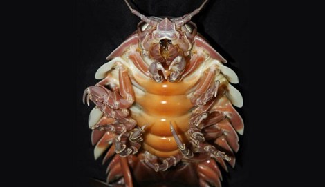 giant isopod