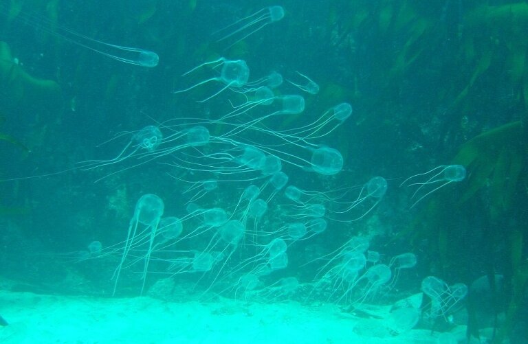 Box_jellies_over_sand_at_Geldkis_DSC00331