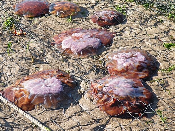 lions mane jellies in net