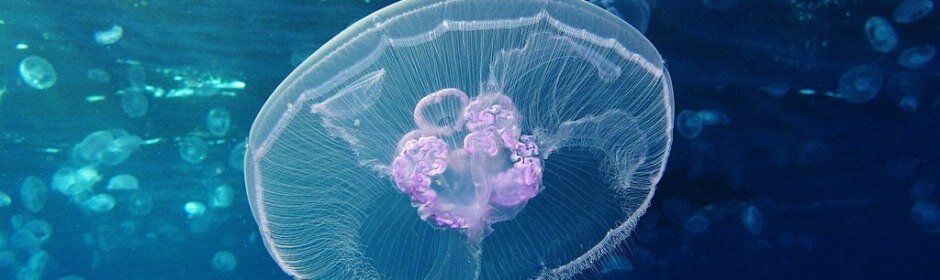 Moon_jellyfish_at_Gota_Sagher