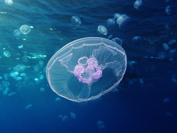 Moon_jellyfish_at_Gota_Sagher