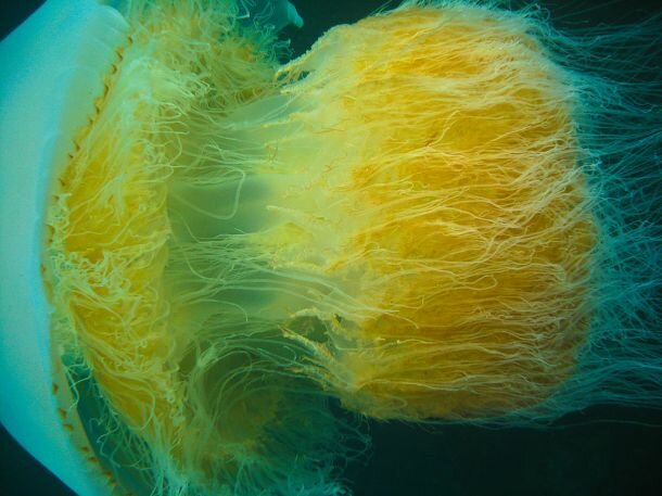 Nomura_jellyfish_2009_Korea_a.jpg